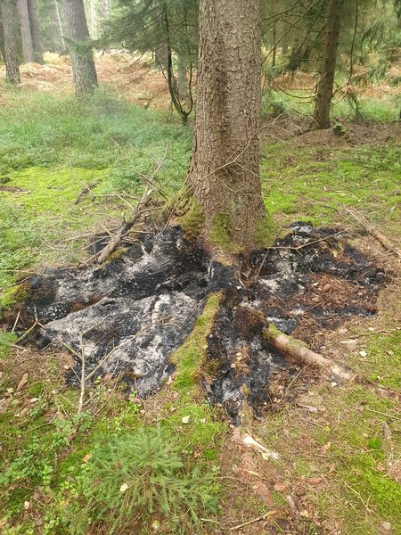Baumstamm mit verkohltem Wurzelwerk