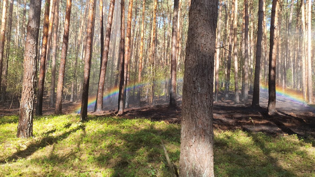 Waldboden, vorne moosbewachsen, im Hintergrund verbanntes Unterholz mit einem Regenbogen
